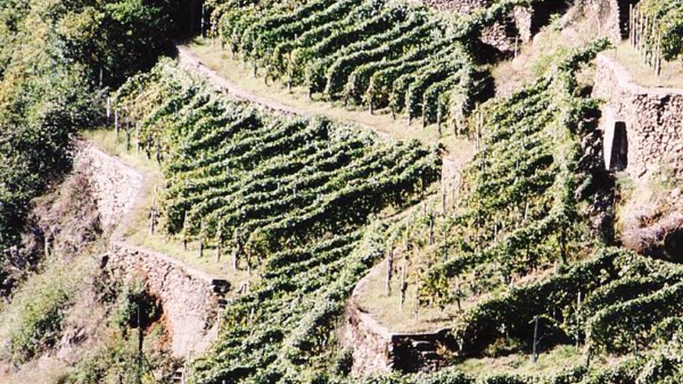 Unesco alle Langhe Marsetti: «Ci siamo persi per strada» Unesco alle Langhe Marsetti: «Ci siamo persi per strada»