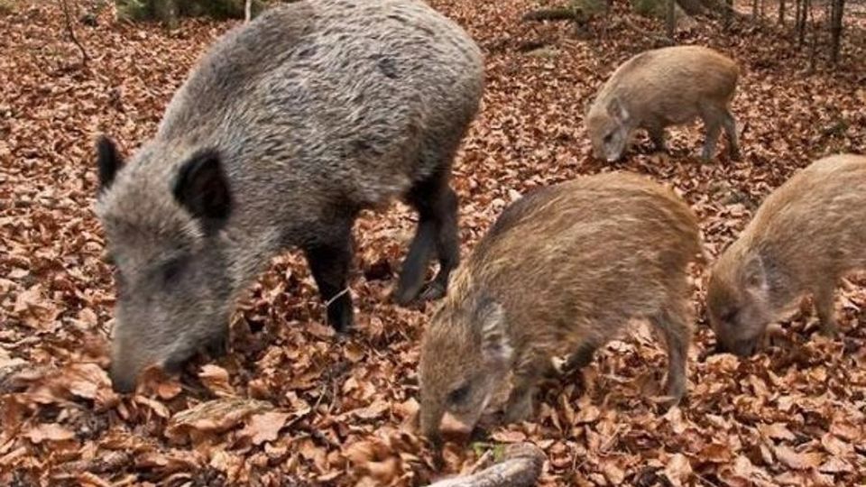 Pochi frutti dei castagni a mezza costa Cinghiali cercano cibo a Cino e Cercino Pochi frutti dei castagni a mezza costa Cinghiali cercano cibo a Cino e Cercino