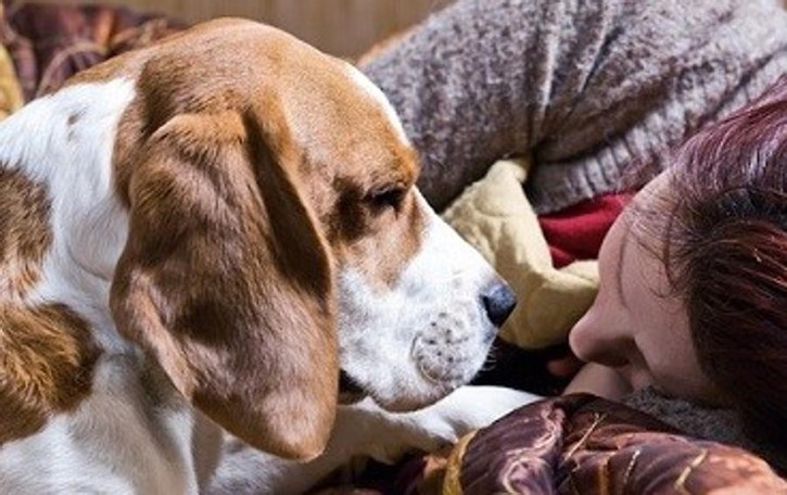 Gli animali riconoscono le nostre emozioni