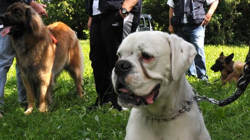 Famiglie valtellinesi, un terzo ha un cane Famiglie valtellinesi, un terzo ha un cane
