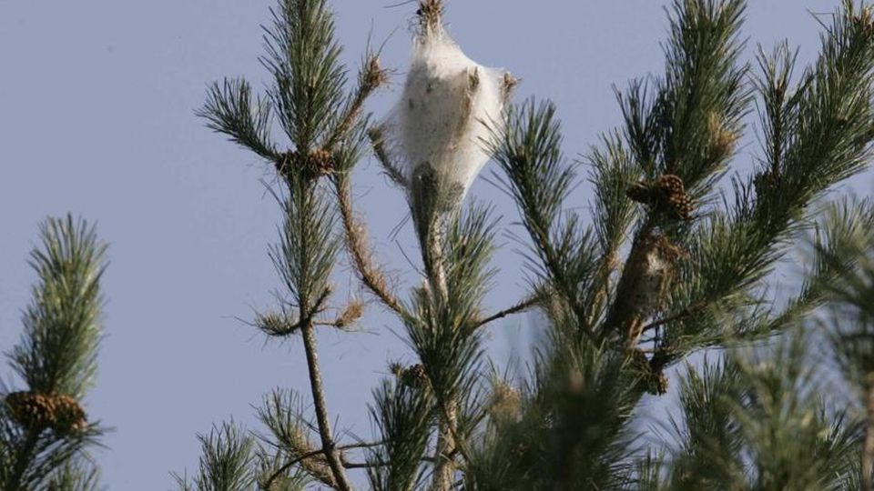 Inverno fuori controllo, adesso si teme l’attacco dei parassiti Inverno fuori controllo, adesso si teme l’attacco dei parassiti