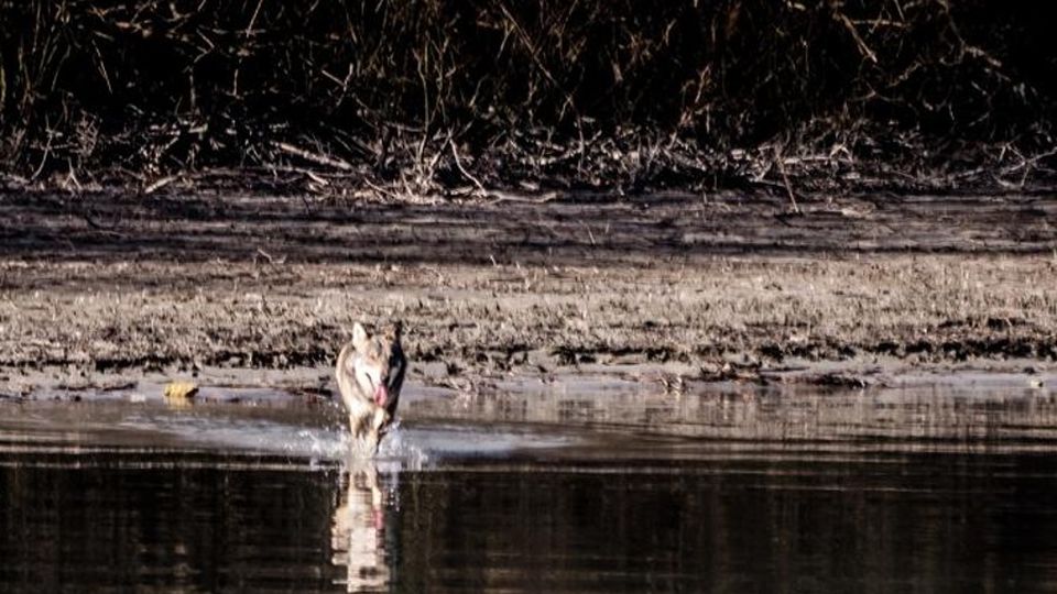 «Lupo importante per l’ecosistema. Bisogna rispettarlo» «Lupo importante per l’ecosistema. Bisogna rispettarlo»