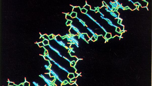 Scoperti geni felicità, studiando Dna