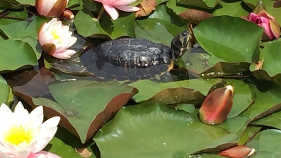 Tartarughe lasciate al parco Bartesaghi Ripescate e portate a Cesena Tartarughe lasciate al parco Bartesaghi Ripescate e portate a Cesena