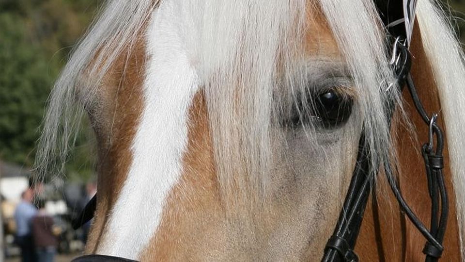 Mestiere allevatore, la rinascita passa dalla mezza costa Mestiere allevatore, la rinascita passa dalla mezza costa