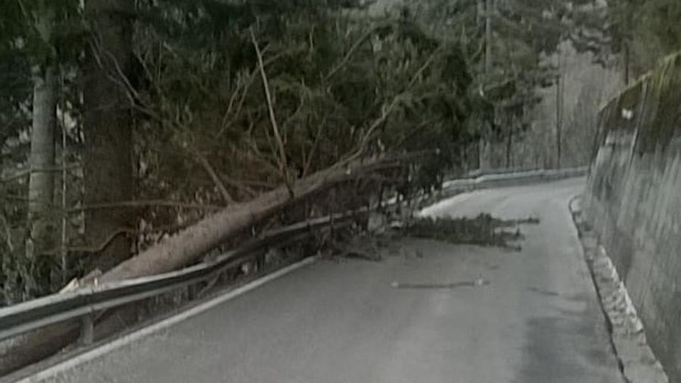 Rimosse le piante, riaperta la strada Rimosse le piante, riaperta la strada