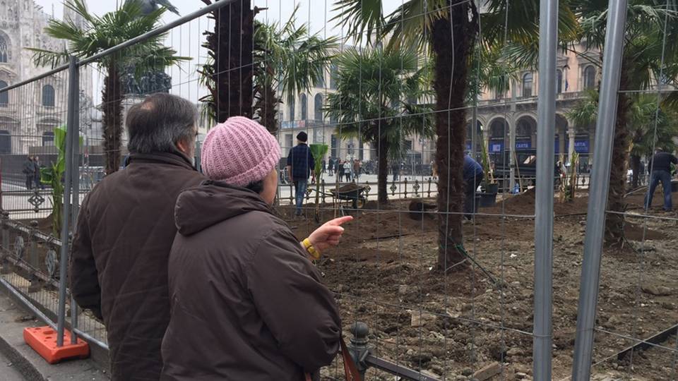 Dopo le palme, i banani in piazza Duomo Dopo le palme, i banani in piazza Duomo
