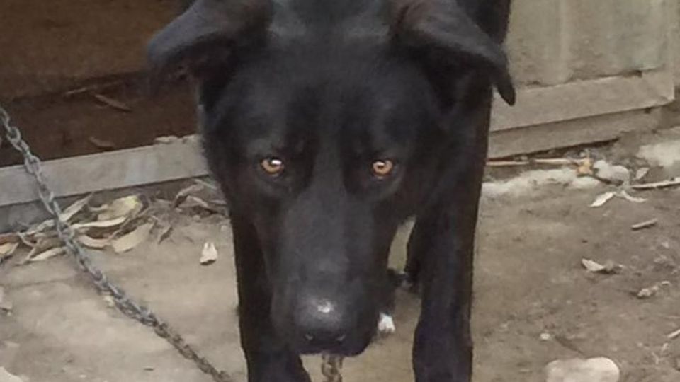 Il sindaco sul cane in custodia giudiziaria «Autorità scavalcate» Il sindaco sul cane in custodia giudiziaria «Autorità scavalcate»