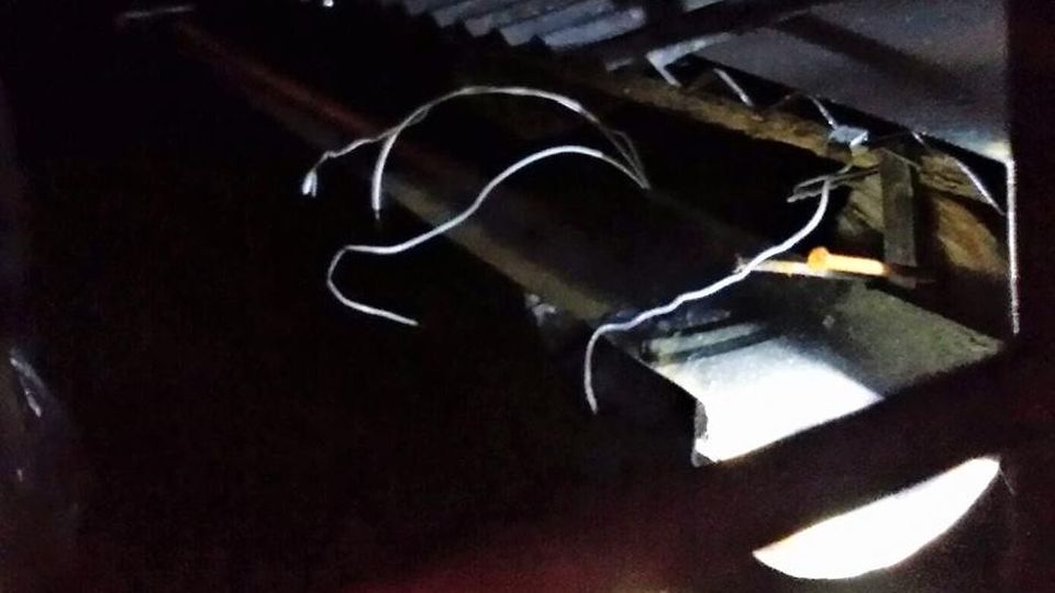 Atroci violenze in paese contro i gatti La Lav: «Usati i cappi da bracconieri» Atroci violenze in paese contro i gatti La Lav: «Usati i cappi da bracconieri»