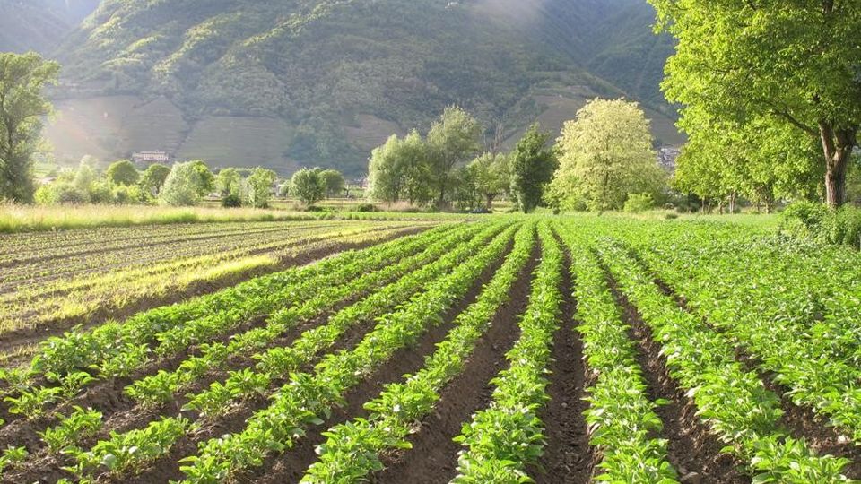 La piana del Ranée sceglie il bio «Puntiamo su foraggio e mais» La piana del Ranée sceglie il bio «Puntiamo su foraggio e mais»