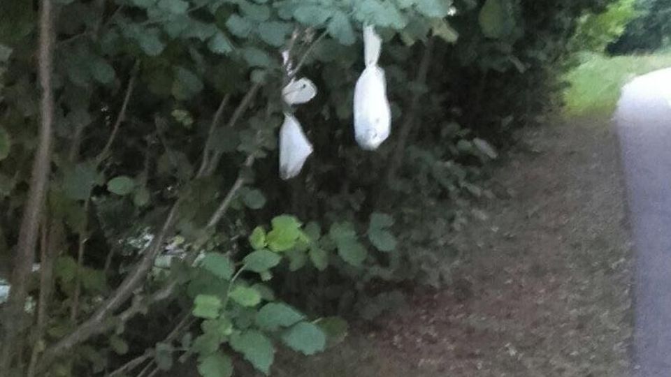 «Parco della Bosca da ripensare Ma tutti devono mettersi d’impegno» «Parco della Bosca da ripensare Ma tutti devono mettersi d’impegno»