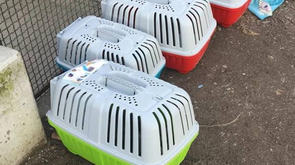Gatti lasciati al freddo a Busteggia, rabbia dell’Enpa Gatti lasciati al freddo a Busteggia, rabbia dell’Enpa