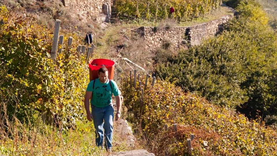 I muretti a secco riconosciuti come Patrimonio immateriale dell’umanità I muretti a secco riconosciuti come Patrimonio immateriale dell’umanità
