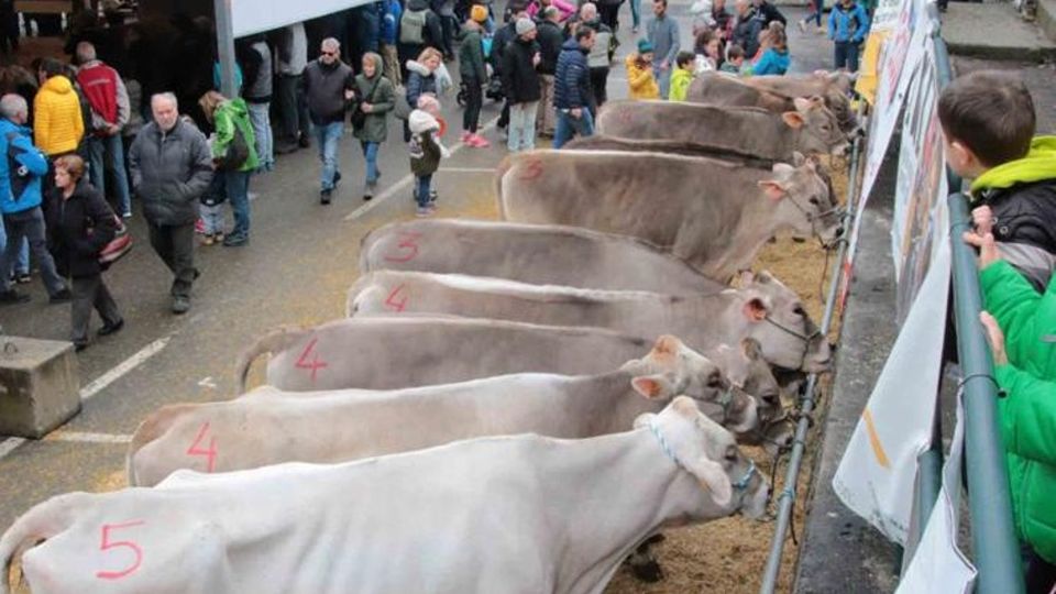 La mostra zootecnica: a Caspoggio il meglio delle aziende malenche La mostra zootecnica: a Caspoggio il meglio delle aziende malenche