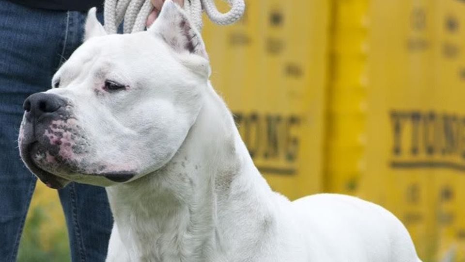 Cani “frontalieri”, ma abusivi Giovane italiana denunciata Cani “frontalieri”, ma abusivi Giovane italiana denunciata