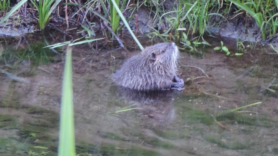Samolaco, troppe nutrie nel fondovalle I guardiacaccia: «Chi le vede ci chiami» Samolaco, troppe nutrie nel fondovalle I guardiacaccia: «Chi le vede ci chiami»