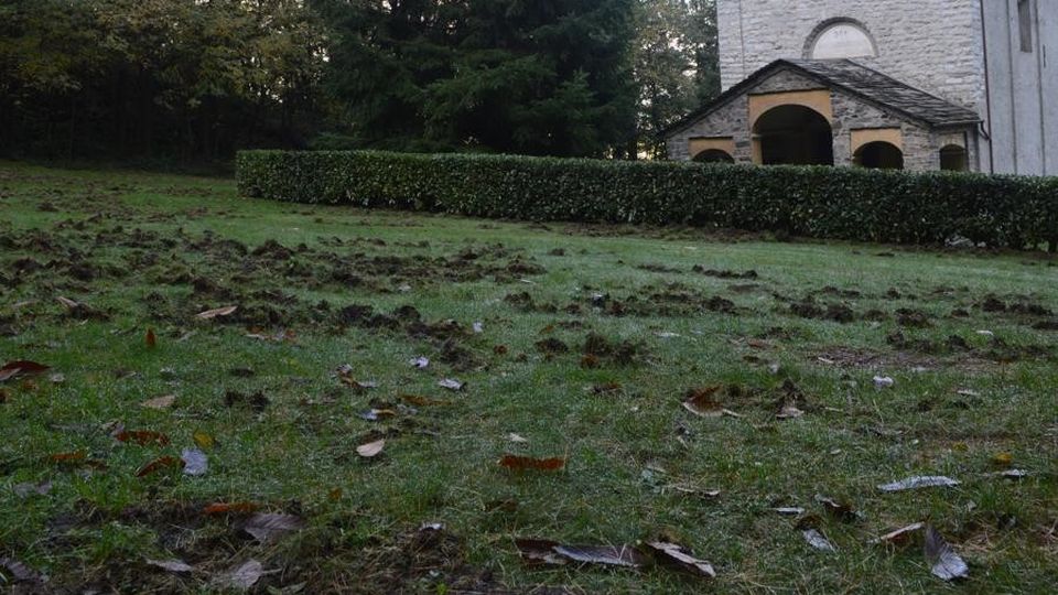 Cinghiali a Piantedo, danni e sei capi uccisi Cinghiali a Piantedo, danni e sei capi uccisi