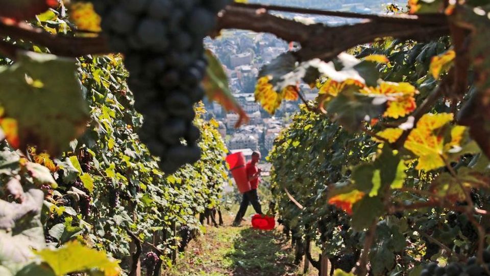Vendemmia 2019: «In Valle la qualità è il valore aggiunto» Vendemmia 2019: «In Valle la qualità è il valore aggiunto»