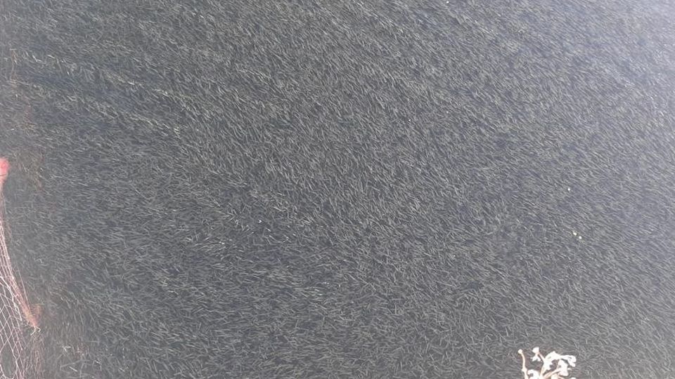 Sorpresa, nel nostro lago sono tornate le alborelle ( video ) Sorpresa, nel nostro lago sono tornate le alborelle ( video )