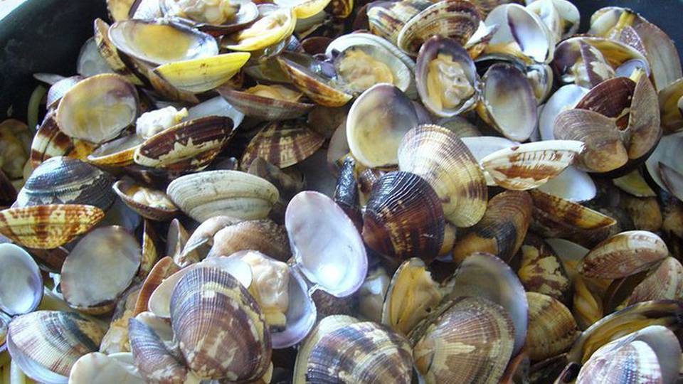 Via libera Europarlamento a deroga pesca vongole Adriatico Via libera Europarlamento a deroga pesca vongole Adriatico