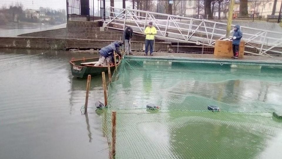 Cormorani dell’Adda furbi come volpi Ecco come beffano le reti dei pescatori Cormorani dell’Adda furbi come volpi Ecco come beffano le reti dei pescatori