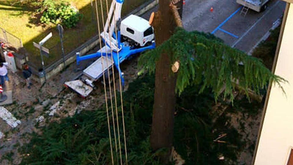 «Troppo pericoloso». Sondrio: abbattuto in via Cesura lo storico, grande cedro «Troppo pericoloso». Sondrio: abbattuto in via Cesura lo storico, grande cedro