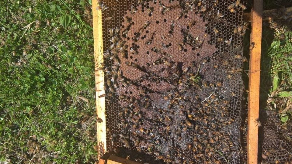 L’orso a caccia di miele, distrutte altre arnie a Grosio L’orso a caccia di miele, distrutte altre arnie a Grosio