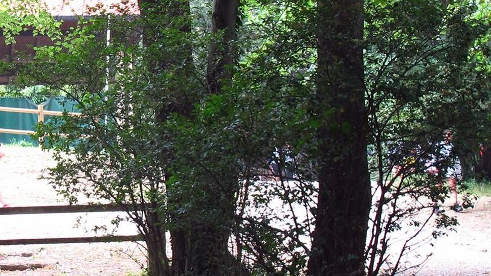Albavilla, bimba scappa E si salva dall’orco nel bosco Albavilla, bimba scappa E si salva dall’orco nel bosco