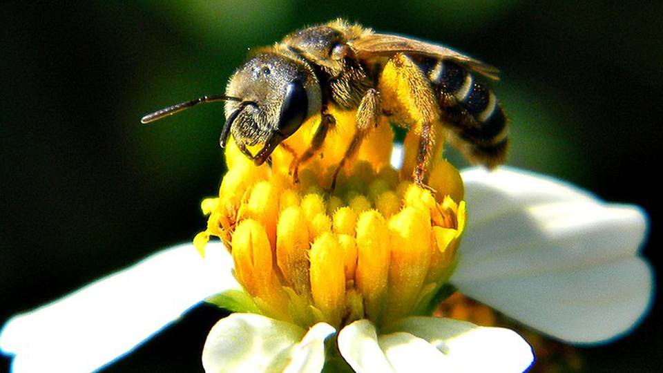La start-up comasca 3Bees vince bando Ue con progetto su api La start-up comasca 3Bees vince bando Ue con progetto su api