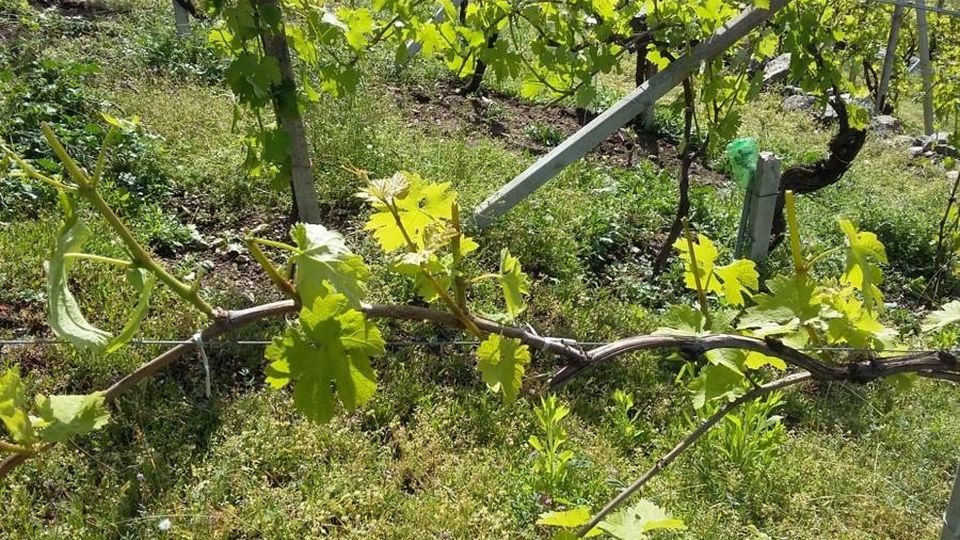 Sondrio e dintorni, allarme cervi e caprioli: «Devastano le coltivazioni» Sondrio e dintorni, allarme cervi e caprioli: «Devastano le coltivazioni»