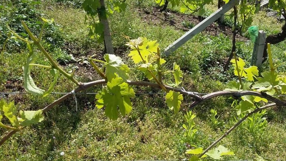 Sondrio, troppi danni alle colture: novità per la caccia al cervo Sondrio, troppi danni alle colture: novità per la caccia al cervo