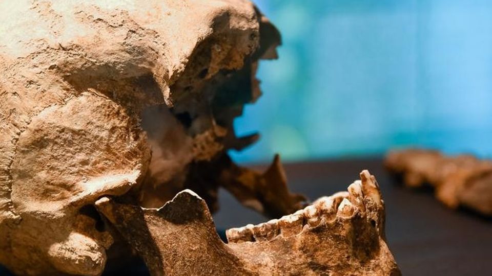 Il cranio misterioso è di Plinio il Vecchio «Ci sono le prove dopo due anni di studi» Il cranio misterioso è di Plinio il Vecchio «Ci sono le prove dopo due anni di studi»