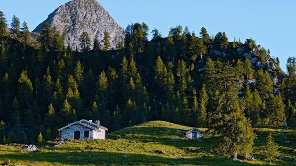 Bosco da salvare, c’è il rimedio Un bando contro l’abbandono Bosco da salvare, c’è il rimedio Un bando contro l’abbandono