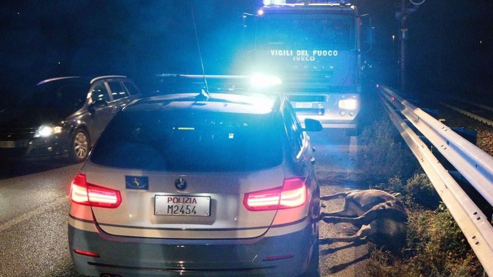Attraversa la statale Cervo ucciso da un’auto Attraversa la statale Cervo ucciso da un’auto