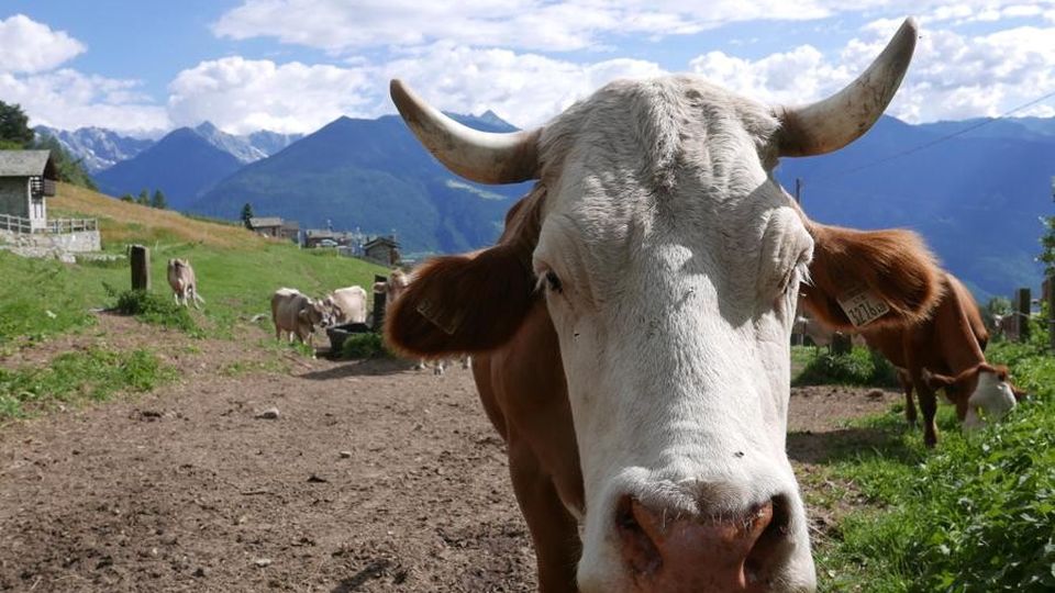 Agriturismi, filiera al collasso Non si sa dove mettere i prodotti Agriturismi, filiera al collasso Non si sa dove mettere i prodotti