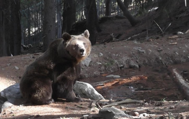 «Va bene salvare l’orso Ma chi protegge noi?» Il grido degli allevatori