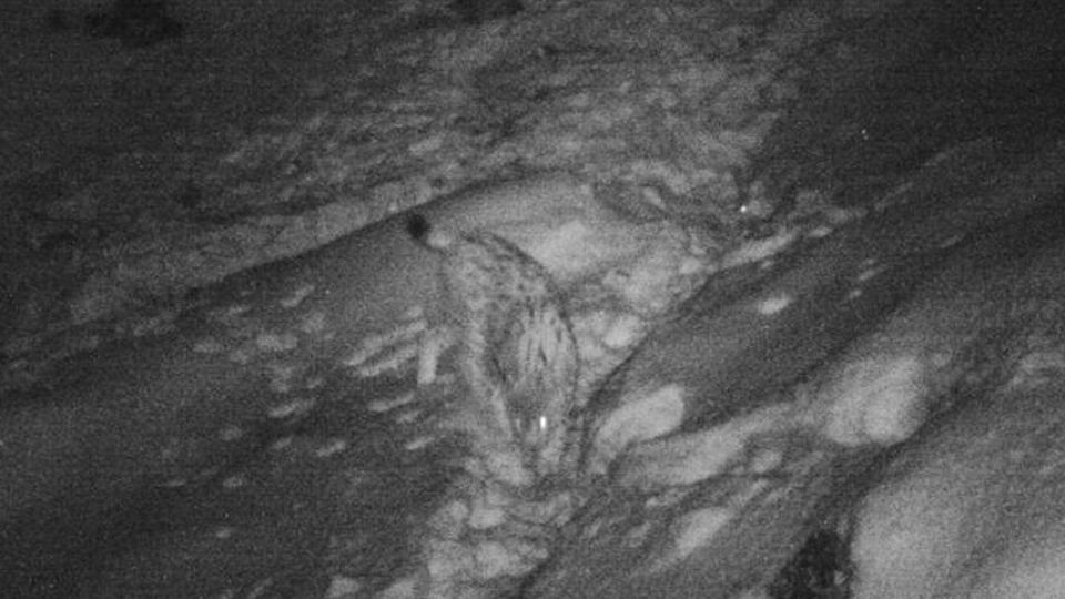 La lince è tornata a cacciare nello Stelvio La lince è tornata a cacciare nello Stelvio