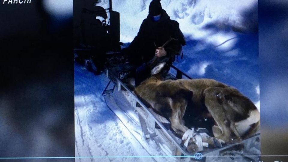 Animali selvatici «Periodo difficile Non dategli cibo» Animali selvatici «Periodo difficile Non dategli cibo»