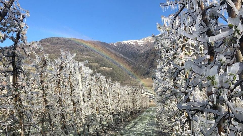 «Così abbiamo salvato le mele dal gelo» «Così abbiamo salvato le mele dal gelo»