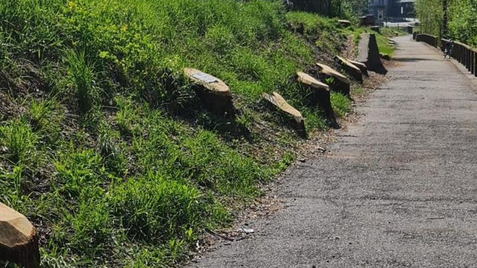 Sentiero Valtellina «Strage di alberi» «No, erano malati» Sentiero Valtellina «Strage di alberi» «No, erano malati»