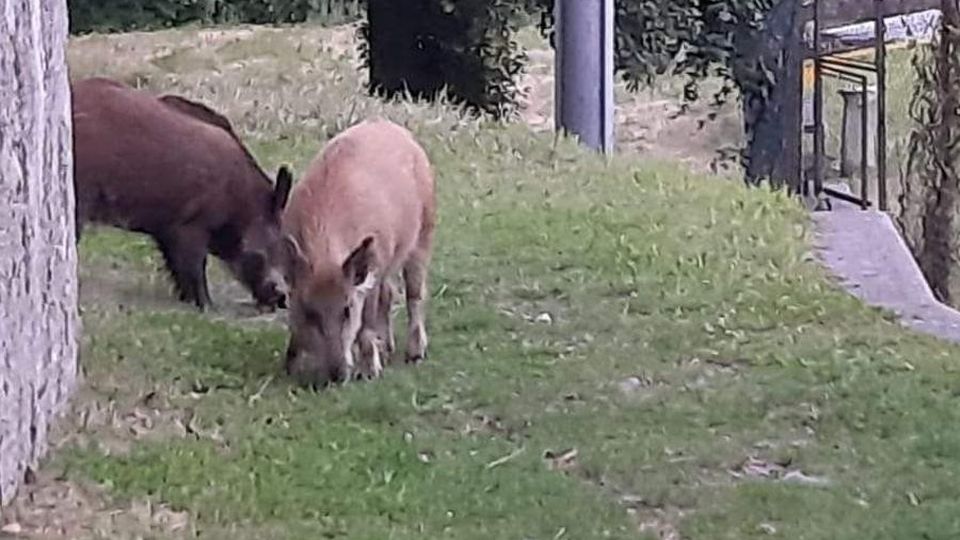 Agricoltori, protesta a Milano «Stop ai cinghiali, devastano tutto» Agricoltori, protesta a Milano «Stop ai cinghiali, devastano tutto»
