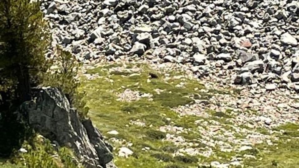 L’orso di Varadega «Non è monitorato ma è molto schivo» L’orso di Varadega «Non è monitorato ma è molto schivo»