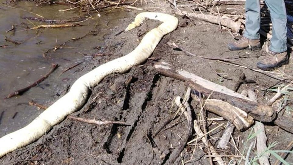 Sorico, pitone di quattro metri trovato morto in riva al Mera Sorico, pitone di quattro metri trovato morto in riva al Mera