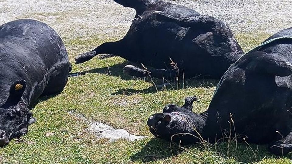 Tre mucche morte Colpa di un predatore? Tre mucche morte Colpa di un predatore?