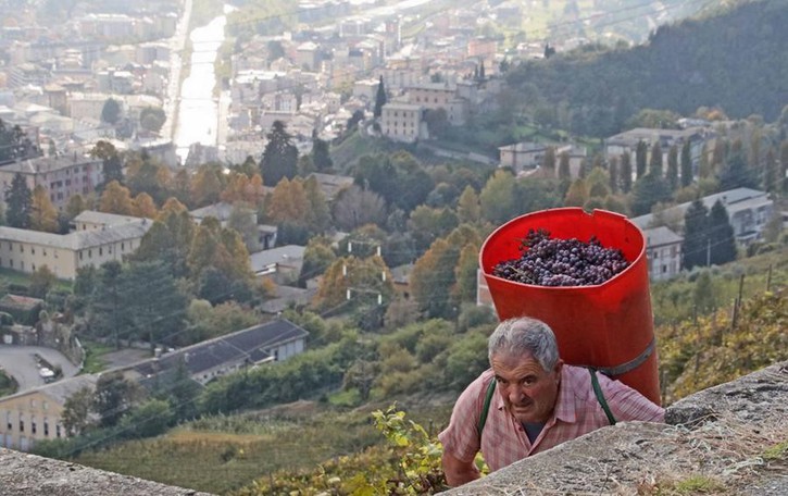 Vendemmia in Valtellina «Quantità -15% ma uve ottime»