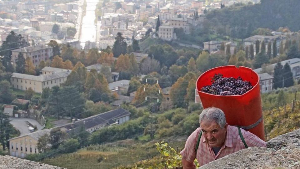 Vendemmia in Valtellina «Quantità -15% ma uve ottime» Vendemmia in Valtellina «Quantità -15% ma uve ottime»