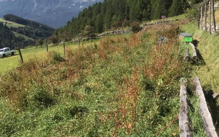 I cervi fanno danni Denuncia in Valfurva