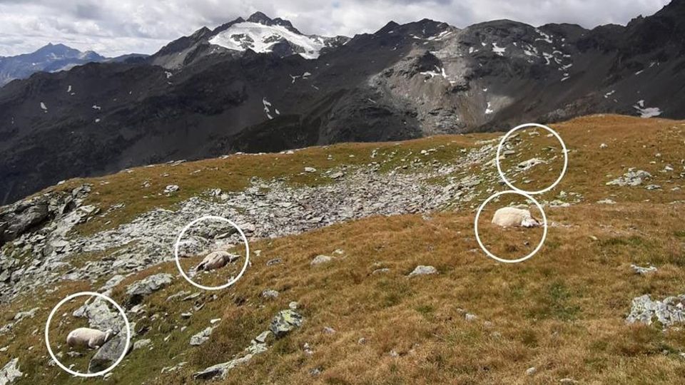 Pecore uccise, ipotesi orso «Non è stato certo un lupo» Pecore uccise, ipotesi orso «Non è stato certo un lupo»