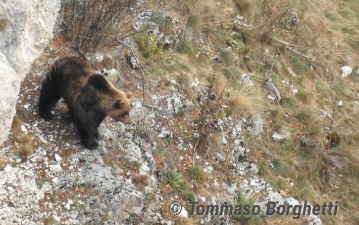Un orso si aggira a Biolo Due avvistamenti