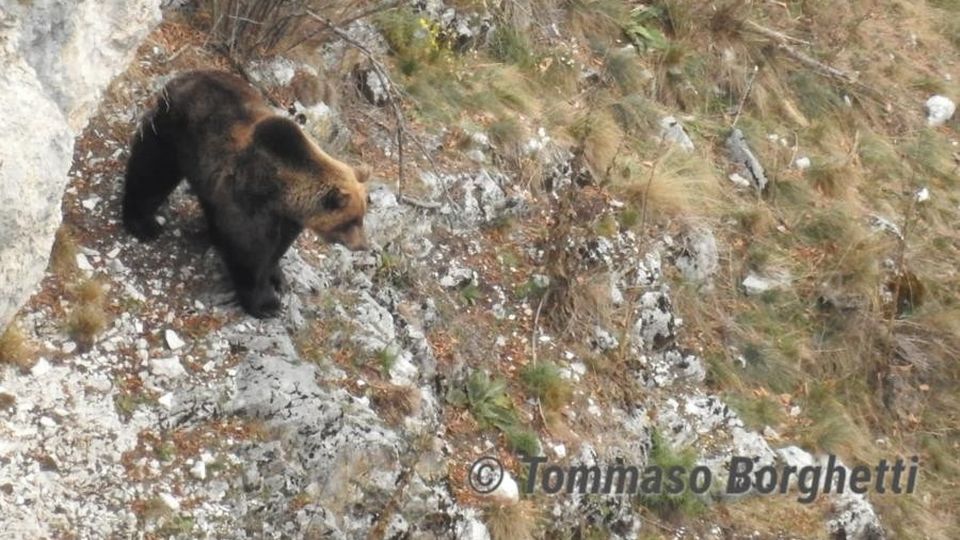 Un orso si aggira a Biolo Due avvistamenti Un orso si aggira a Biolo Due avvistamenti